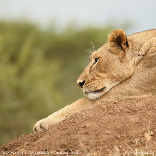 20140202 - CS2_9748 - E - THANDA