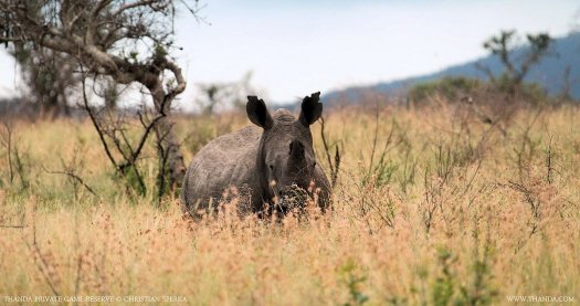 20140221 - CS1_1180 - E - THANDA