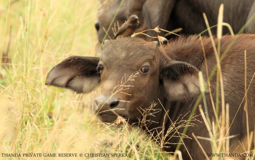 20140223 - CS1_1658 - E - THANDA