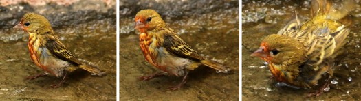 20110708 - CS2_8342 - Collage 0957