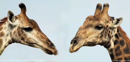 20140125 - Collage Giraffe - THANDA