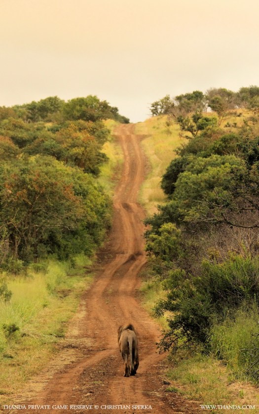 20140129 - CS1_8662 - E - THANDA