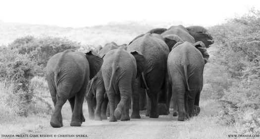 20140214 - CS1_0874 - E - THANDA