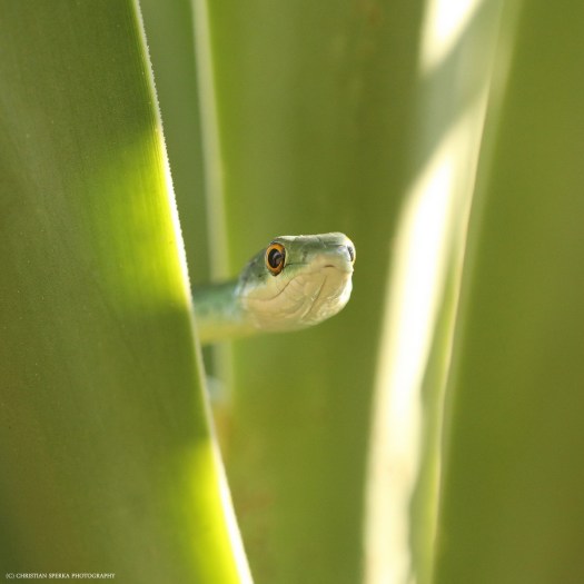 20140301 - CS1_1908 - E - CSP