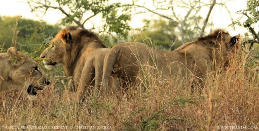 20140301 - CS1_2242 - E - THANDA