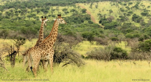 20140131 - CS1_8787 - E