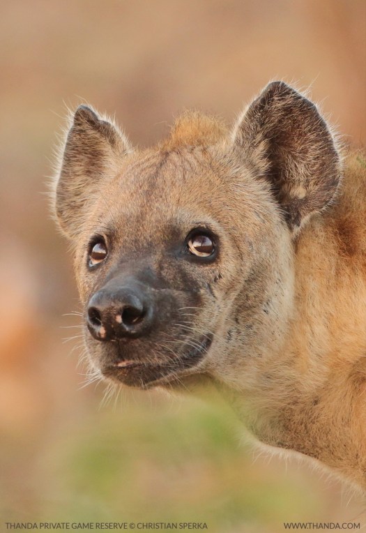 Hyena