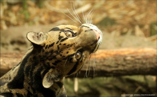 20140606 - CS2_1926 - E