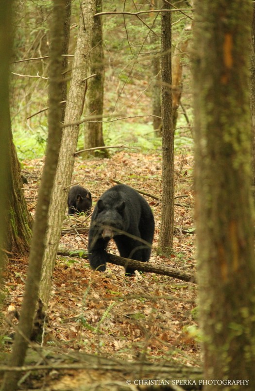 20140609 - CS2_2633 - E