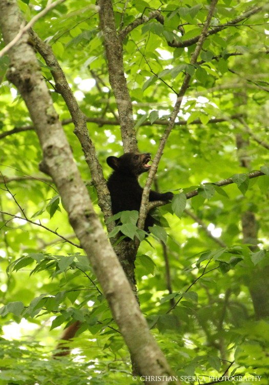 20140609 - CS2_2703 - E