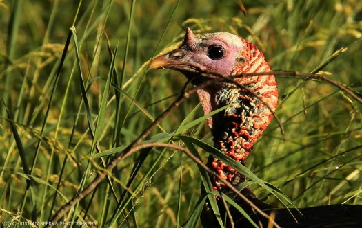 20140610 - CS2_2962 - E