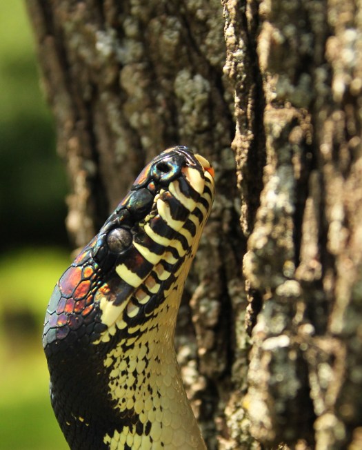 20140614 - CS2_3553 - E