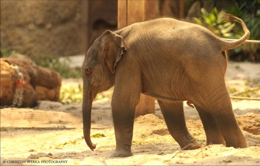 20140625 - CS2_5391 - E