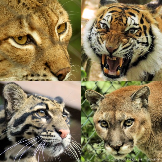 20140612 - CS0_2039 - E