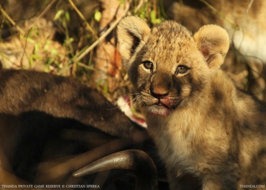 20140703 - CS1_0316 - E