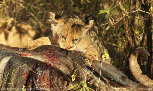 20140703 - CS1_0362 - E