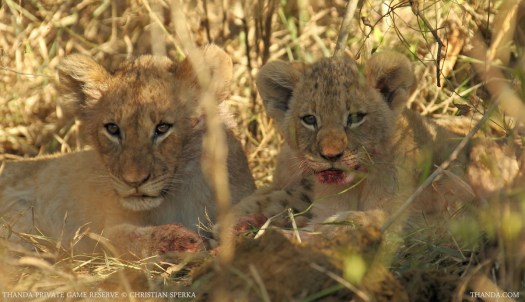 20140703 - CS1_0379 - E