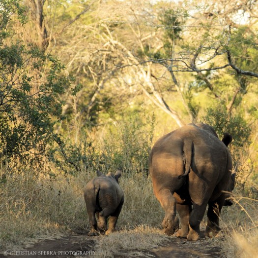 20140708 - CS1_1609 - E2