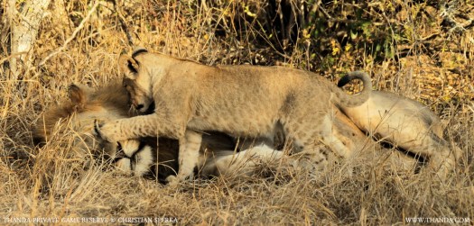 20140730 - CS1_4718 - E