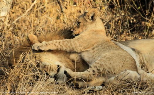 20140730 - CS1_4729 - E