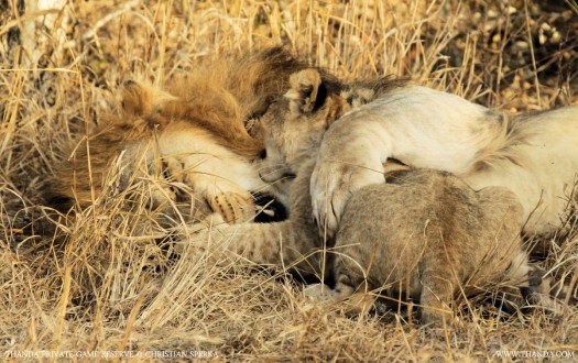 20140730 - CS1_4739 - E