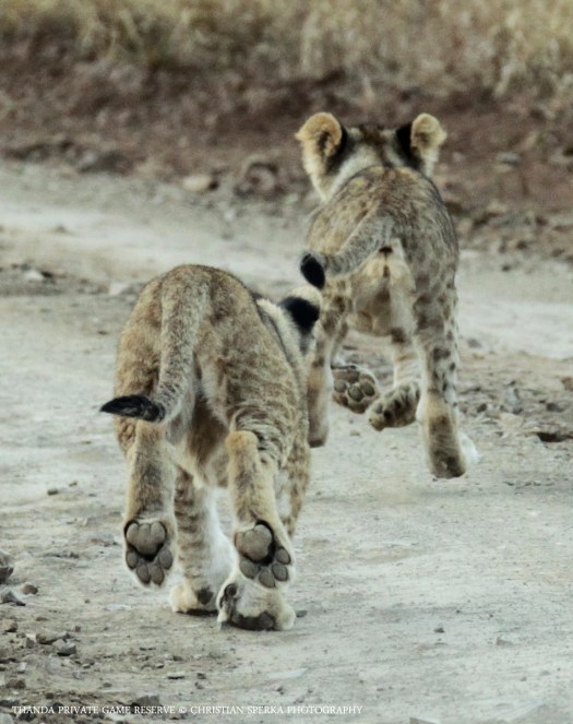 20140824 - CS1_9016 - E