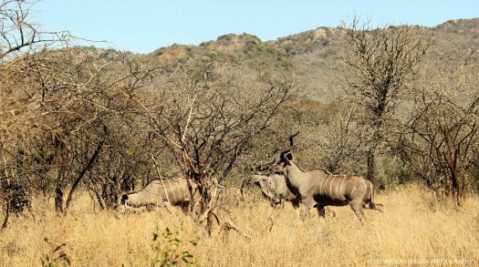 20140903 - CS1_0130 - E