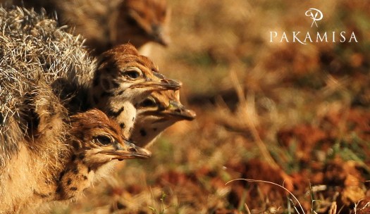 20140904 - CS2_9905 - E