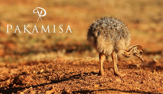 20140904 - CS2_9927 - E