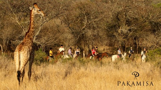 20150907 - CS1_0617 - E