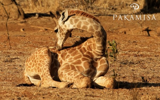 20150907 - CS1_0665 - E