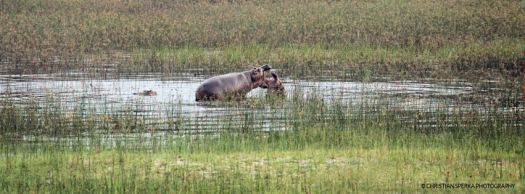 20130307 - CS2_6233 - E