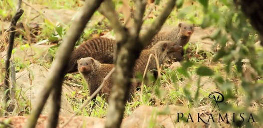 20141013 - CS3_9378 - E