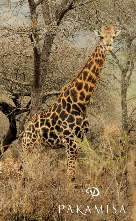 20141013 - CS3_9385 - E