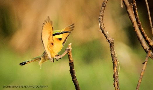 20141119 - CS3_2952 - C