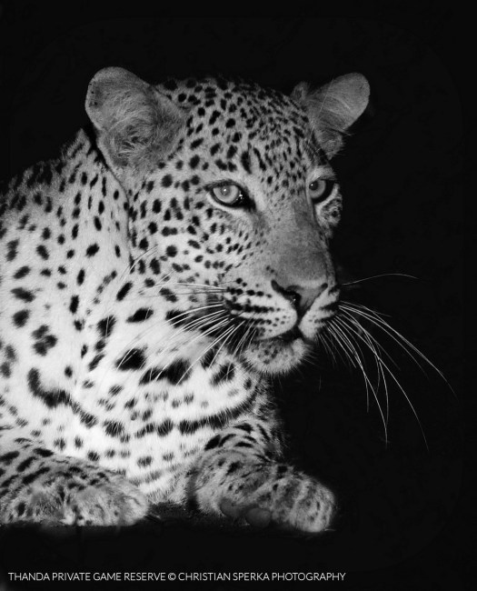 20141214 - CS2_5940- T