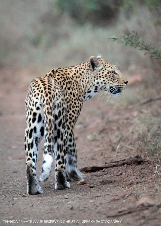 20140121 - CS3_0598 - E