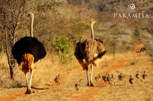 20140904 - CS1_0143 - P