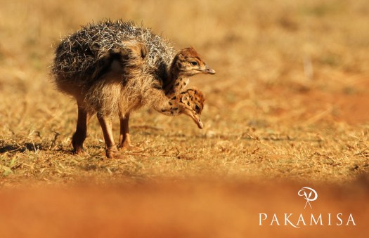 20140904 - CS2_9943 - P