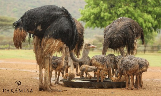 20141012 - CS3_9236 - P