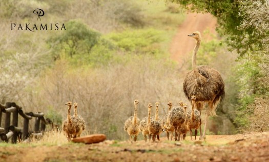 20141013 - CS3_9581 - P