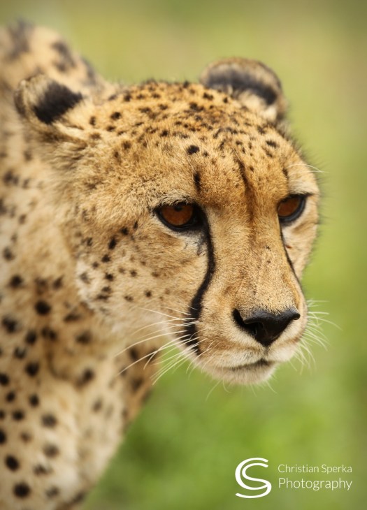 20141117 - CS3_2034 - C