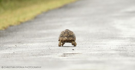 20141229 - CS3_9434 - E