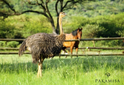 20150108 - CS2_9773 - P