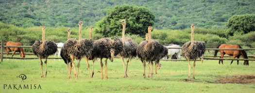 20150108 - CS2_9784 - P