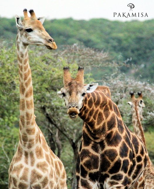 20150108 - CS2_9874 - P