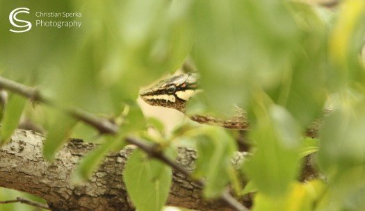 20150115 - CS2_0418 - C