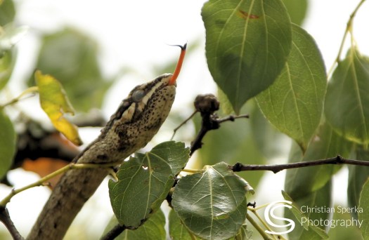 20150115 - CS2_0499 - C