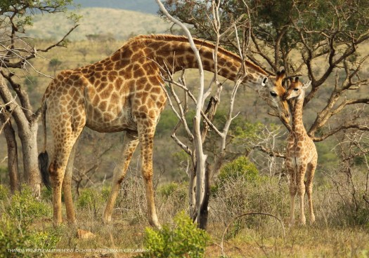 20150118 - CS2_0542 - T