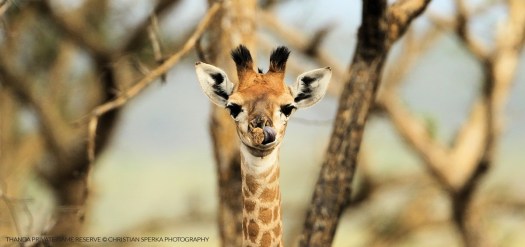 20150118 - CS3_0515 - T